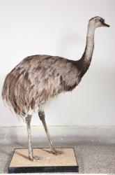 Emus